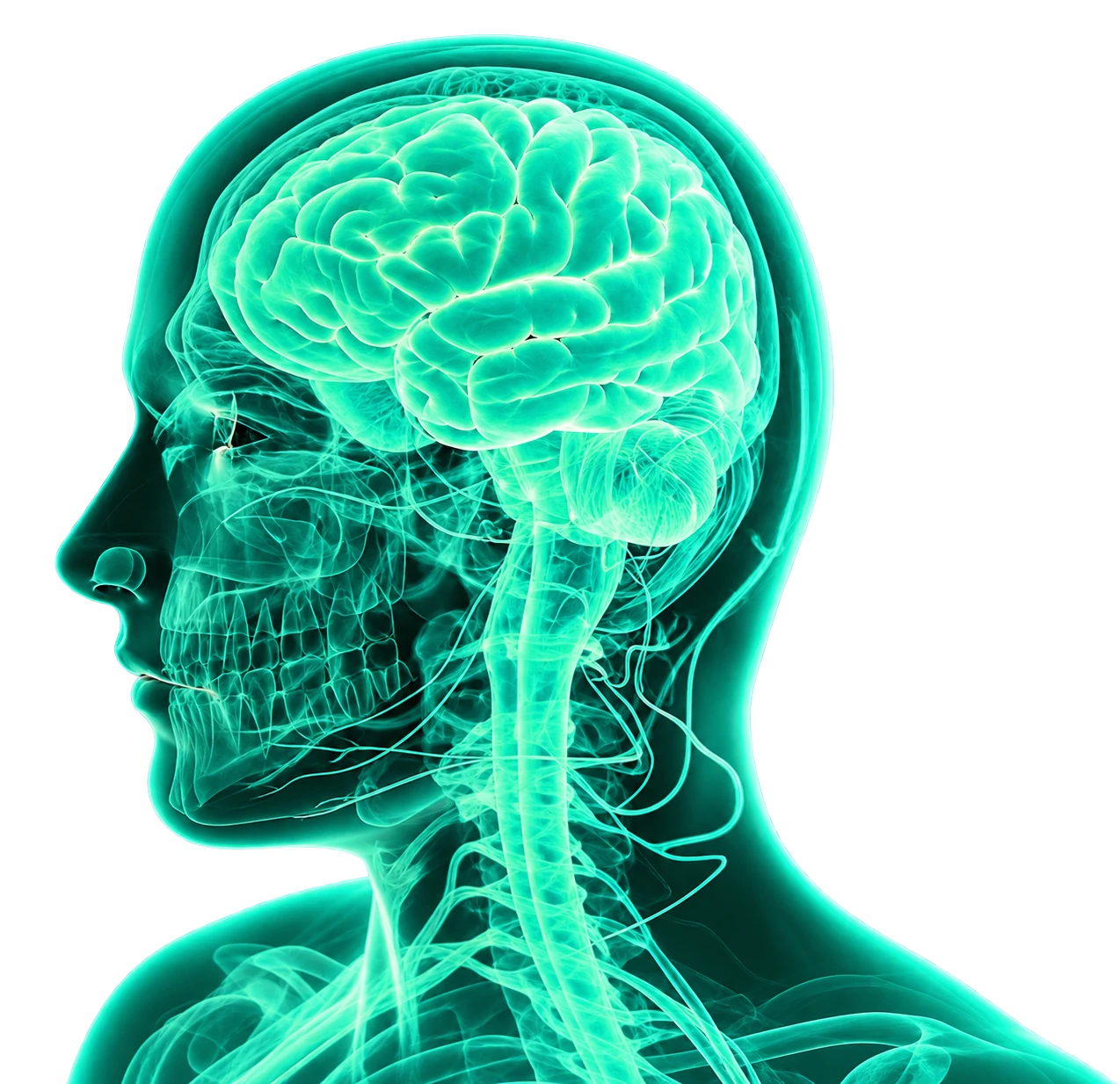 Illustration of the human head in profile with the brain and nervous system glowing in green